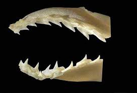 Image result for Sphyrna corona