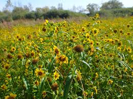 Attēlu rezultāti vaicājumam “Bidens cernua flower”