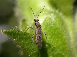 Attēlu rezultāti vaicājumam “Dicyphus sp.”