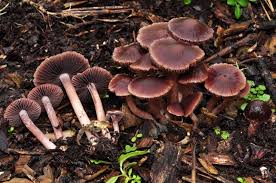 Attēlu rezultāti vaicājumam “Psathyrella sp.”