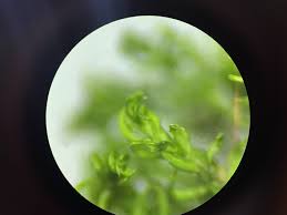 Attēlu rezultāti vaicājumam “Dichodontium pellucidum macro”