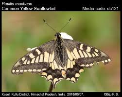 Attēlu rezultāti vaicājumam “Papilio machaon upperside”