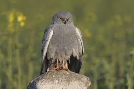 Attēlu rezultāti vaicājumam “Circus pygargus adult”