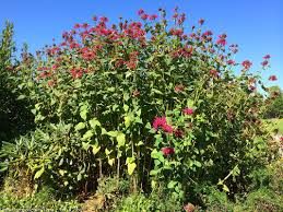 Attēlu rezultāti vaicājumam “Diderma montanum stalked”