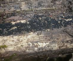 Attēlu rezultāti vaicājumam “Ruzenia spermoides”