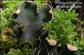 Attēlu rezultāti vaicājumam “Peltigera malacea”