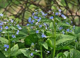 Attēlu rezultāti vaicājumam “xComagaria rosea  flower”
