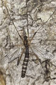 Attēlu rezultāti vaicājumam “Dictenidia bimaculata”