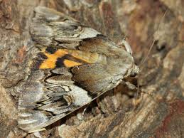 Attēlu rezultāti vaicājumam “Catocala fulminea”