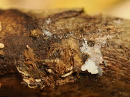 Attēlu rezultāti vaicājumam “Didymium serpula spores”