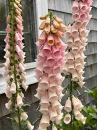 Attēlu rezultāti vaicājumam “Digitalis purpurea flower”