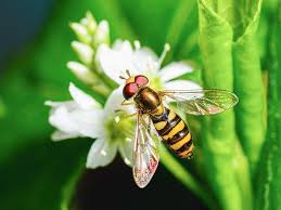 Attēlu rezultāti vaicājumam “Eupeodes nielseni”