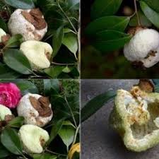 Attēlu rezultāti vaicājumam “Exobasidiales”