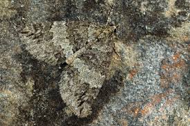 Attēlu rezultāti vaicājumam “Hydriomena impluviata”