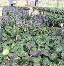 Image result for Ajuga reptans