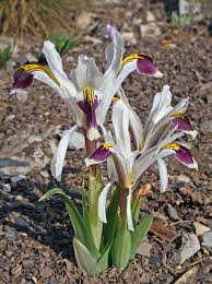 Attēlu rezultāti vaicājumam “Iris rosenbachiana flower”