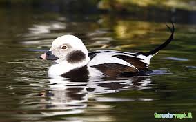 Attēlu rezultāti vaicājumam “Clangula hyemalis male”