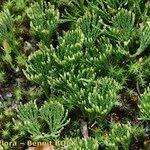 Attēlu rezultāti vaicājumam “Diphasiastrum tristachyum”