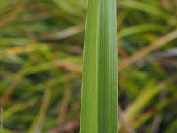 Attēlu rezultāti vaicājumam “Cladium mariscus leaf”