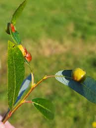 Attēlu rezultāti vaicājumam “Euura pedunculi”