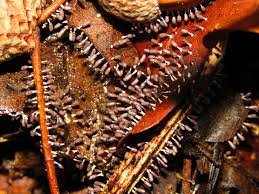 Attēlu rezultāti vaicājumam “Diachea leucopodia”