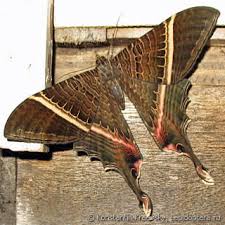 Attēlu rezultāti vaicājumam “Epirranthis diversata upperside”