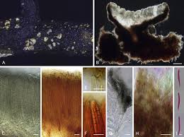 Attēlu rezultāti vaicājumam “Mollisia uda”
