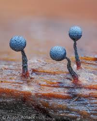 Attēlu rezultāti vaicājumam “Cribraria piriformis macro”