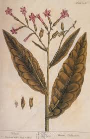 Attēlu rezultāti vaicājumam “Nicotiana tabacum leaf”