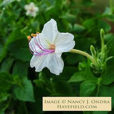 Attēlu rezultāti vaicājumam “Bulbochaete mirabilis”