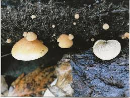 Attēlu rezultāti vaicājumam “Crepidotus versutus”