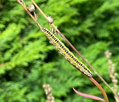 Attēlu rezultāti vaicājumam “Calophasia lunula larva”