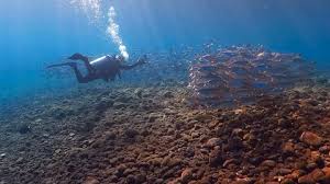 Image result for Scuba Skooling