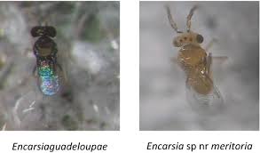 Attēlu rezultāti vaicājumam “Aleurochiton aceris nymph”