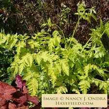 Attēlu rezultāti vaicājumam “Anthriscus sylvestris”