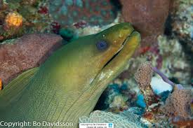 Image result for Gymnothorax funebris
