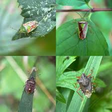 Attēlu rezultāti vaicājumam “Acanthosoma haemorrhoidale”