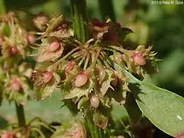 Attēlu rezultāti vaicājumam “Rumex obtusifolius fruit”
