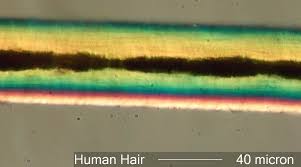 Image result for human hair microscope image