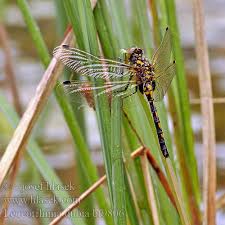 Attēlu rezultāti vaicājumam “Leucorrhinia dubia male”