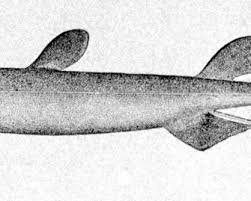 Image result for Dalatias licha