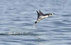 Image result for Mobula thurstoni