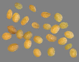 Attēlu rezultāti vaicājumam “Veronica anagallis-aquatica fruit”