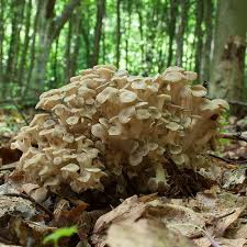 Attēlu rezultāti vaicājumam “Polyporus umbellatus”