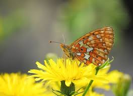 Attēlu rezultāti vaicājumam “Clossiana euphrosyne underside”