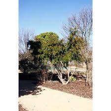 Attēlu rezultāti vaicājumam “Taxus wallichiana”