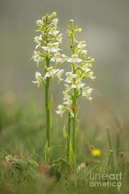 Attēlu rezultāti vaicājumam “Platanthera chlorantha flower”