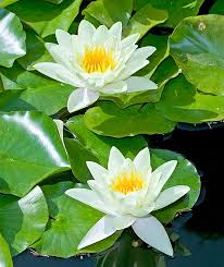 Attēlu rezultāti vaicājumam “Nymphaea alba”