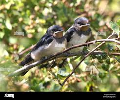 Attēlu rezultāti vaicājumam “Hirundo rustica juvenile”