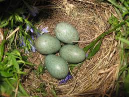 Attēlu rezultāti vaicājumam “Turdus merula nest”